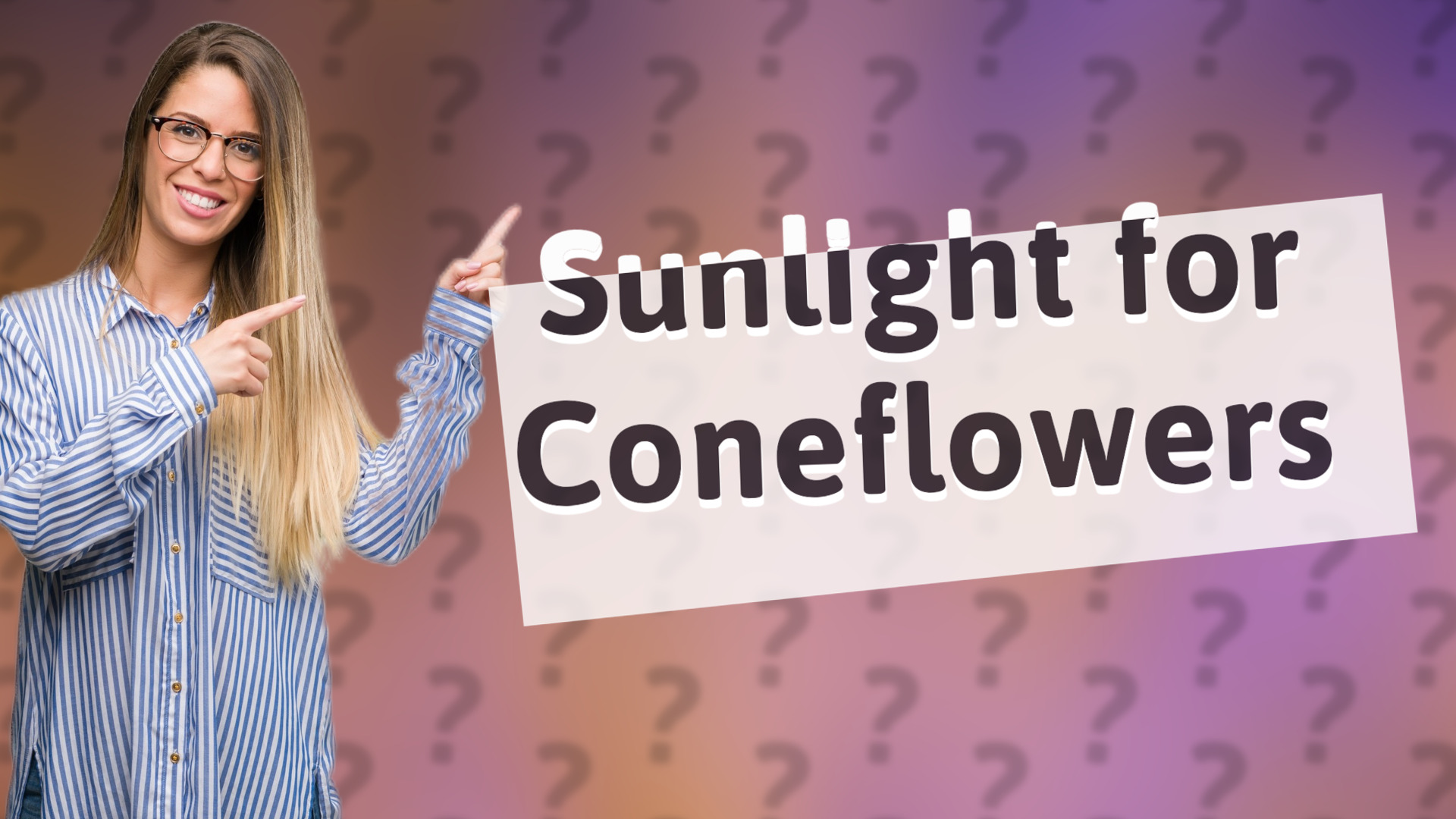 Sunlight for Coneflowers