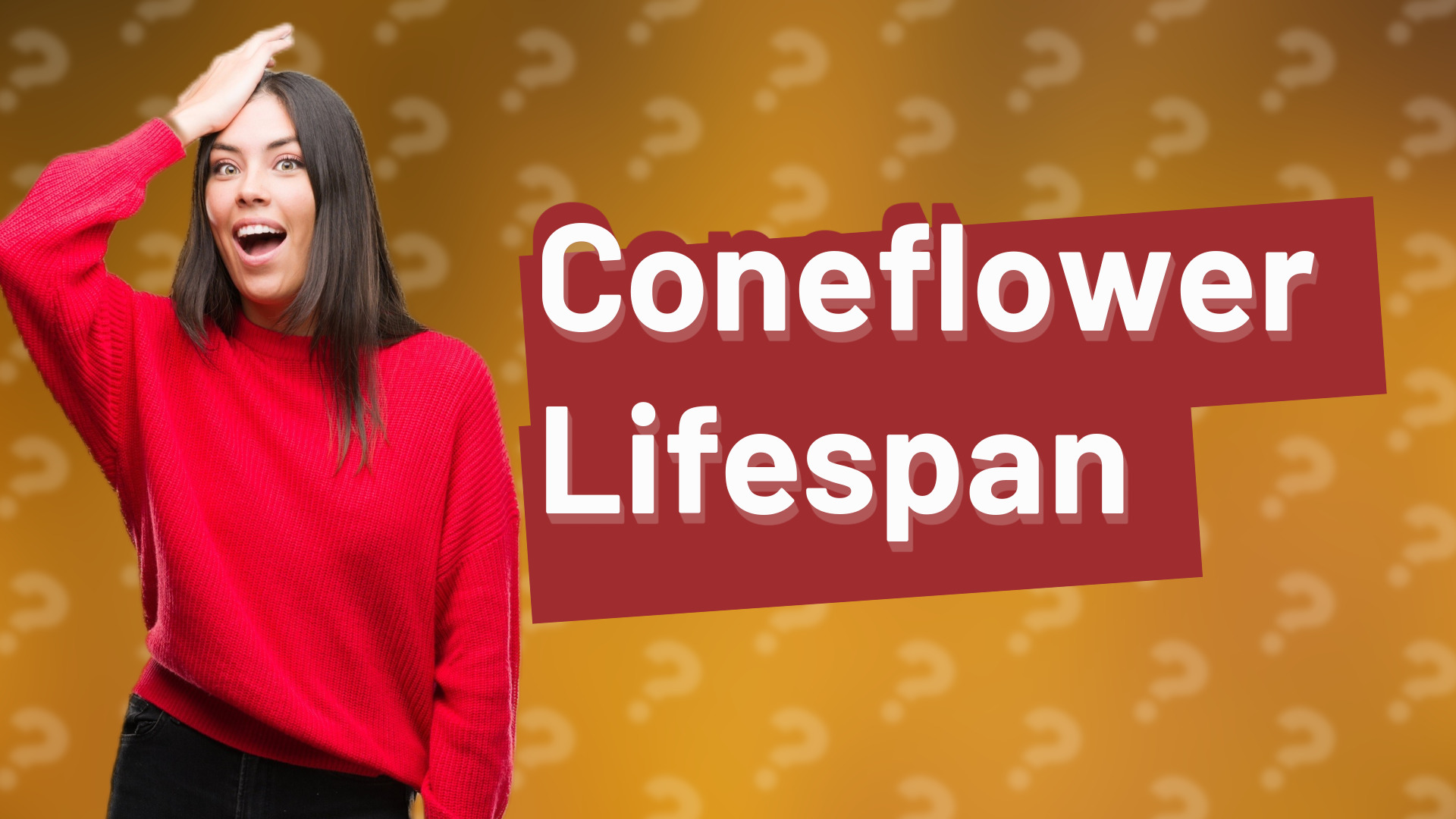 Coneflower Lifespan